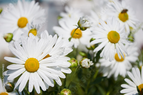 chamomile flowers