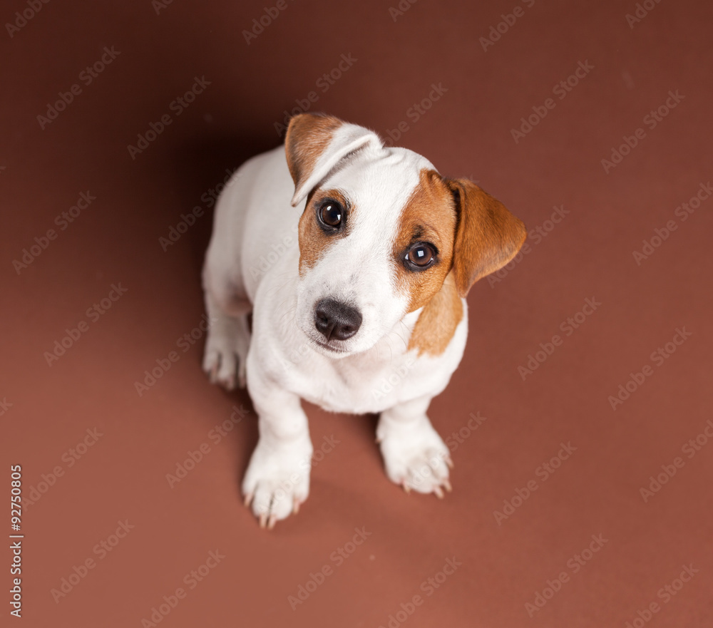 Puppy Puppy