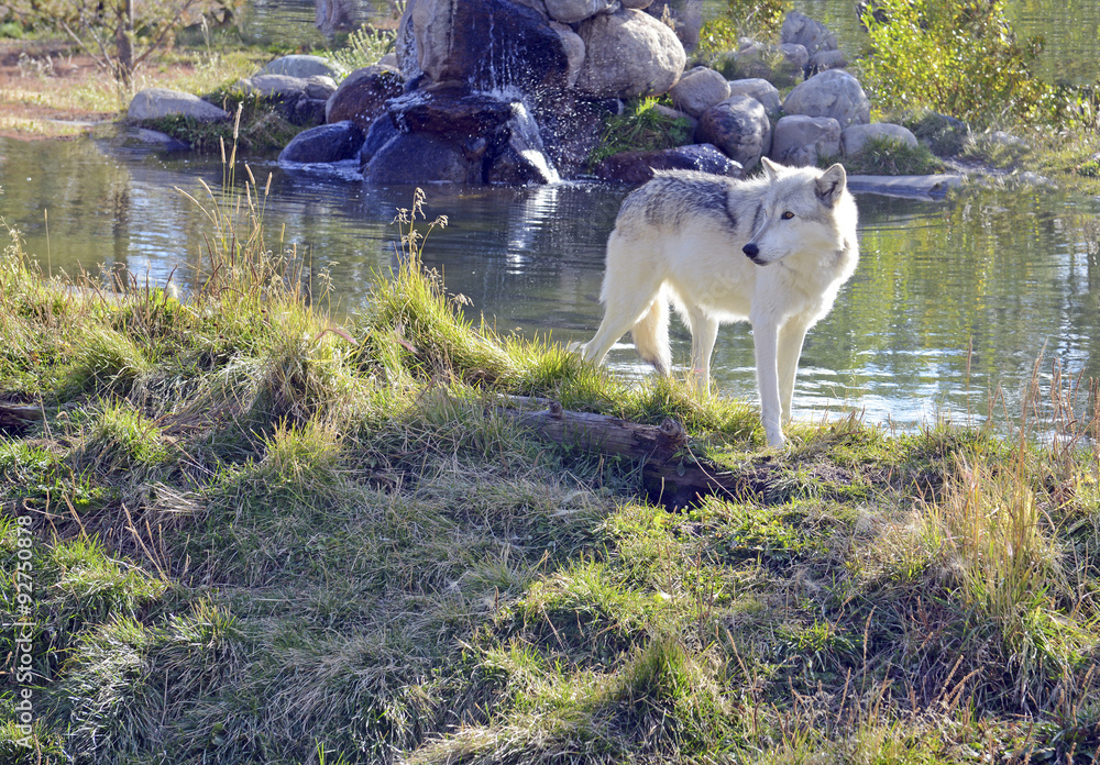 Obraz premium Gray wolf, an endangered species was once common in the U.S., now has a very limited range to a few nothern states and Alaska due to being extirpated by humans