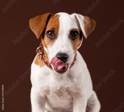 Licking dog © Tatyana Gladskih
