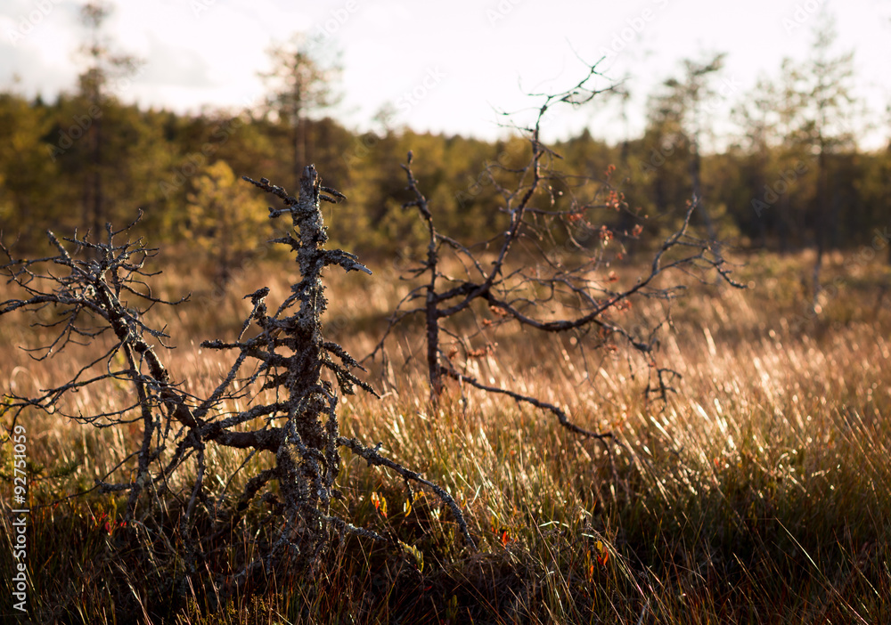 Dry stunted trees at a bog Dry stunted trees at a bog