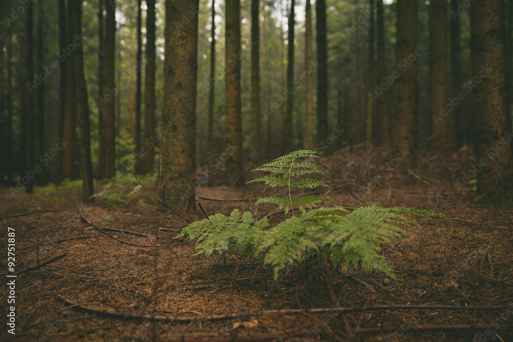 Obraz premium Fern im Wald