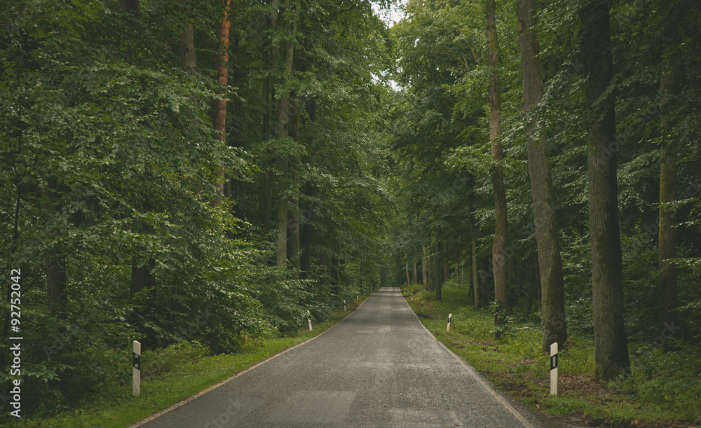 Fototapeta premium strasse drurch den Wald
