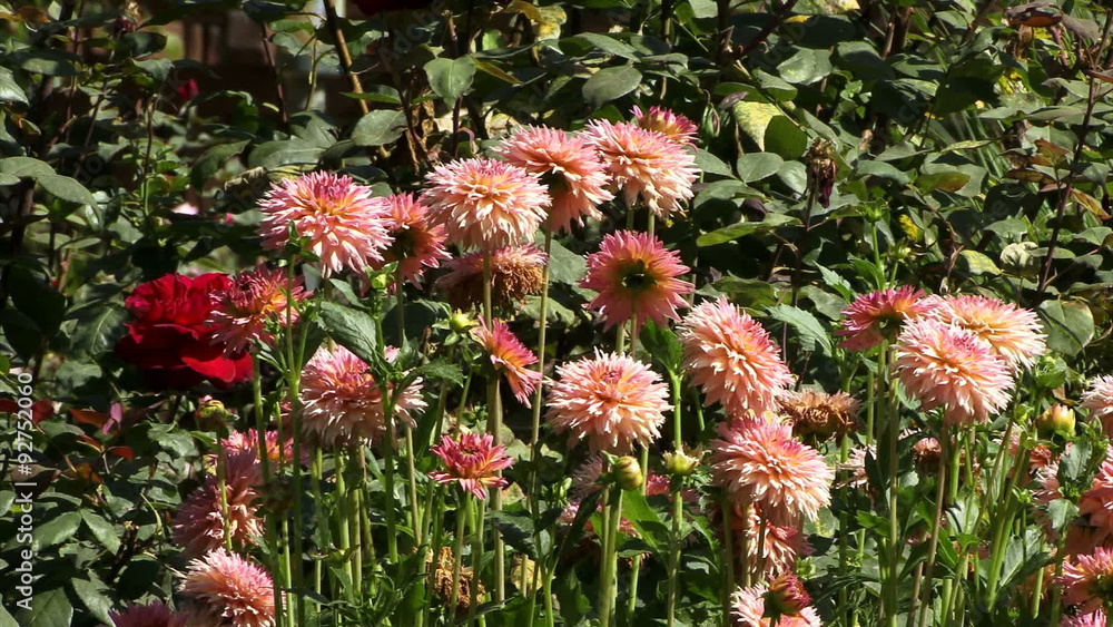 Blooms 0302: Pink dahlias sway in a field of green (Loop). Blooms 0302: Pink dahlias sway in a field of green (Loop).