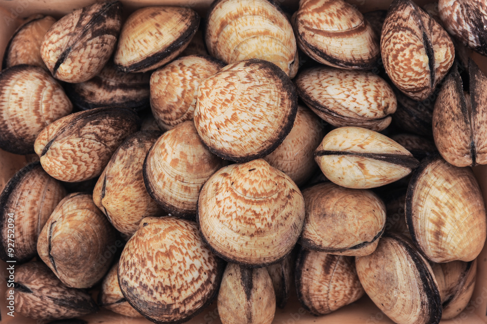 Sea shells Sea shells