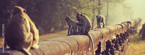 Monkey. Long-tailed macaque. Macaca fascicularis photo