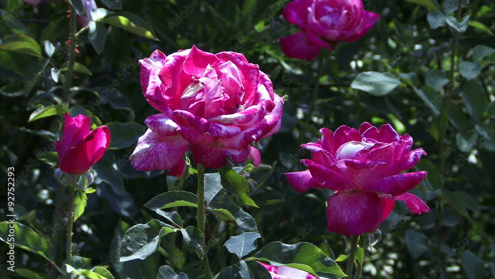 Blooms 0306: Pink roses sway in a field of green (Loop). Blooms 0306: Pink roses sway in a field of green (Loop).