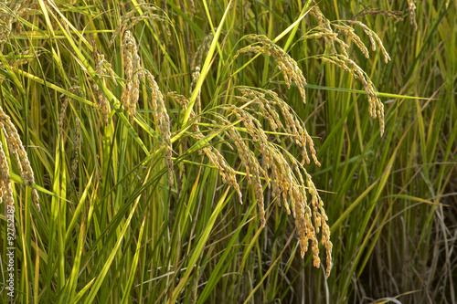 Ear of rice photo