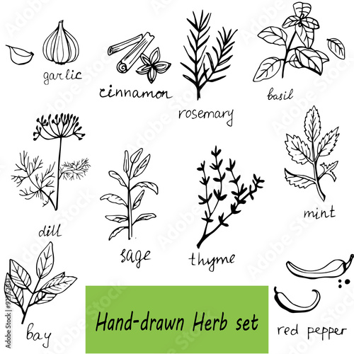 Vector background hand drawn herbs and spices set