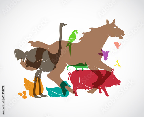 Vector animal group on white background, horse,pig,chicken,parro