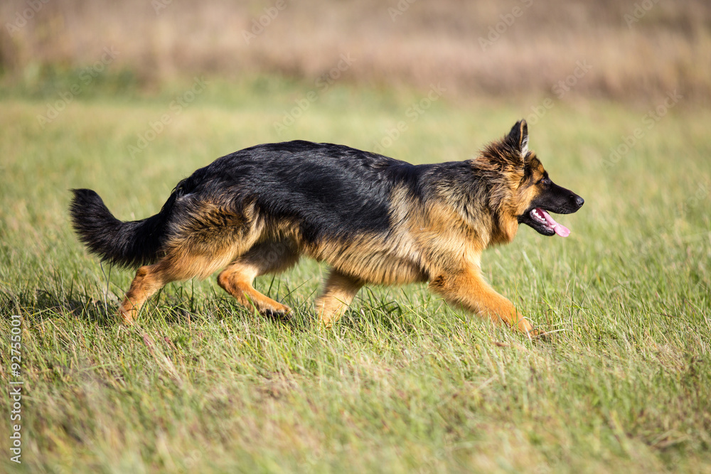 German long-haired shepherd dog running on green grass