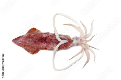 squid on white background, isolated