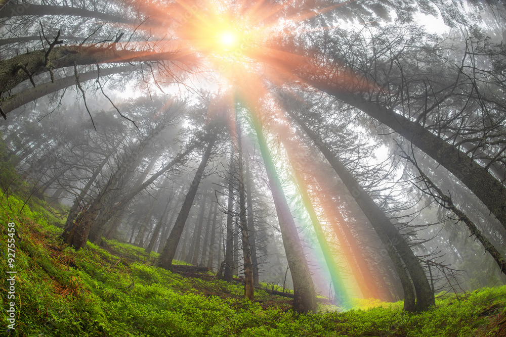 Naklejka premium forest at sunrise