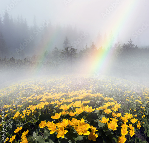 rainbow with blooming kalyuzhnitsa photo