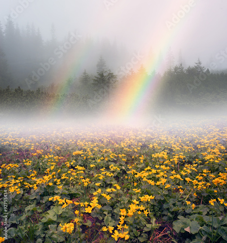 rainbow with blooming kalyuzhnitsa