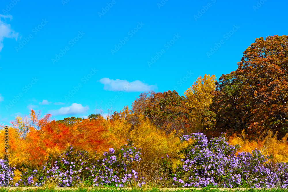 Naklejka premium Vibrant autumn colors in National Arboretum, Washington DC, USA. Trees and tall grass with flowers in fall.