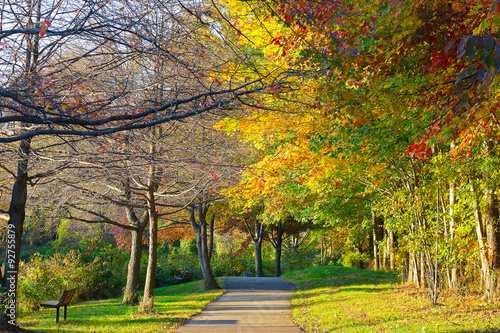 Park path walk during the autumn. Trees fall foliage in Fall Church neighborhood, Virginia, USA.
