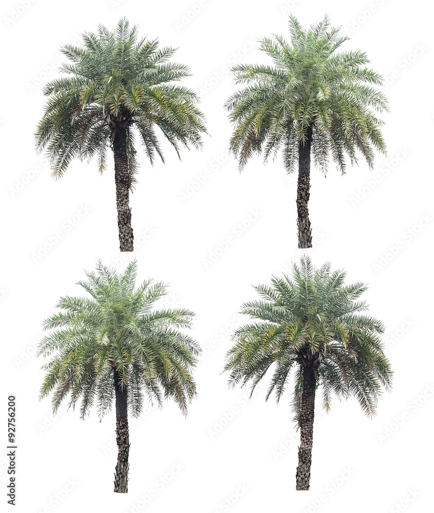four palm trees collection isolated on a white background with c