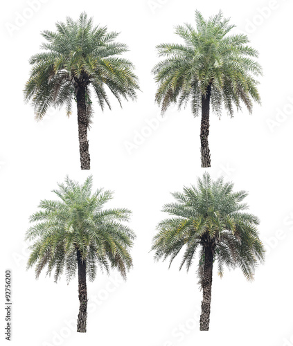 four palm trees collection isolated on a white background with c