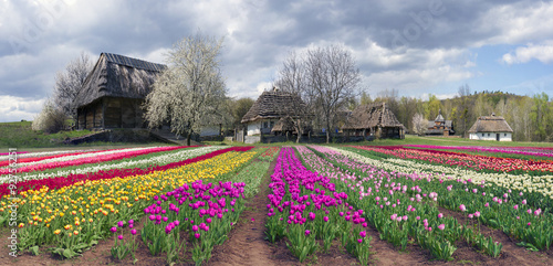 Fields of tulips in Pirogovo #92756251