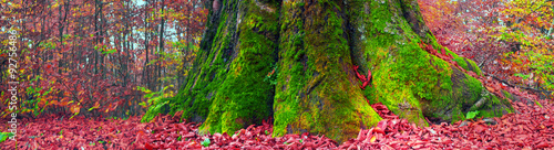  roots of the beech in autumn