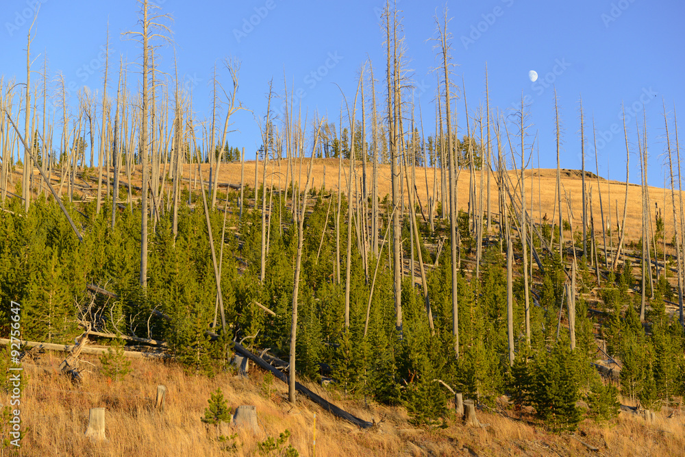 Pine forests with new growth after the fires of 1988 burned large sections of Yellowstone National Park, Wyoming, USA Pine forests with new growth after the fires of 1988 burned large sections of Yellowstone National Park, Wyoming, USA