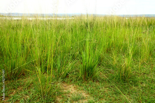 Green Savannah Grass
