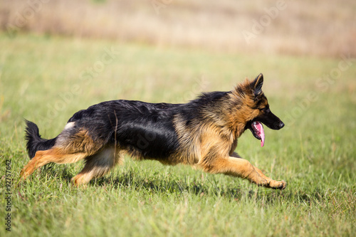German shepherd dog long-haired running outdoor
