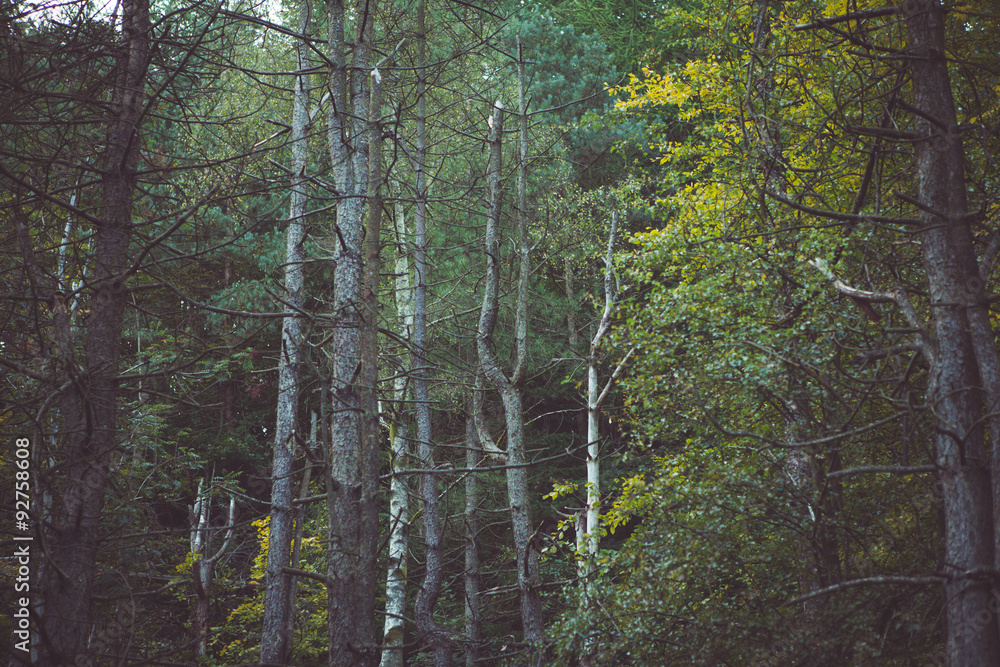 Fototapeta premium woodland style images of trees and nature