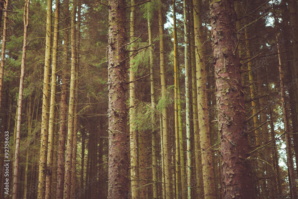 woodland style images of trees and nature woodland style images of trees and nature