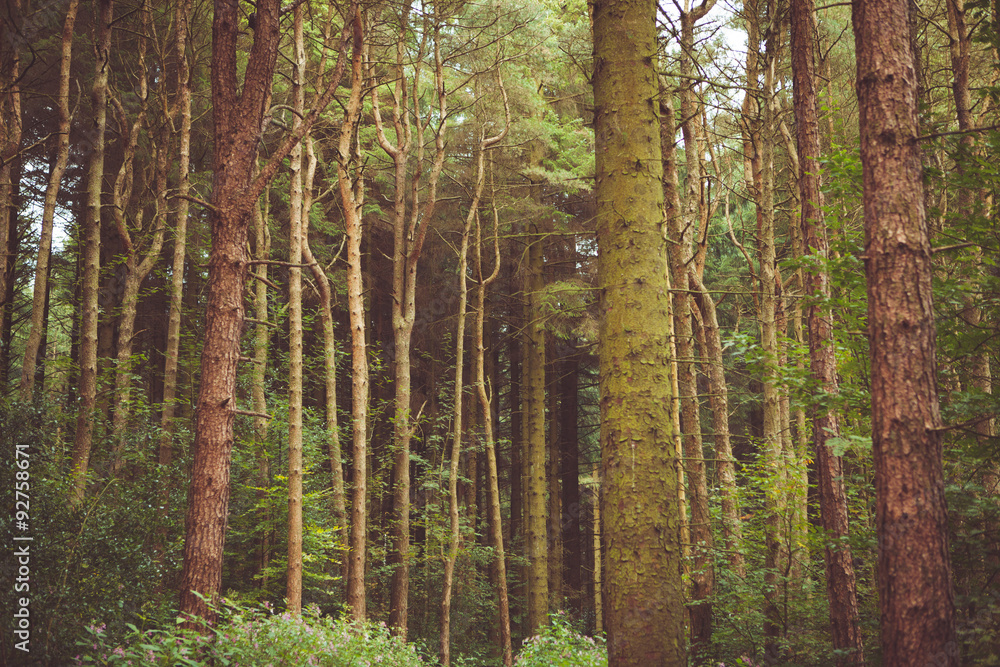 woodland style images of trees and nature woodland style images of trees and nature