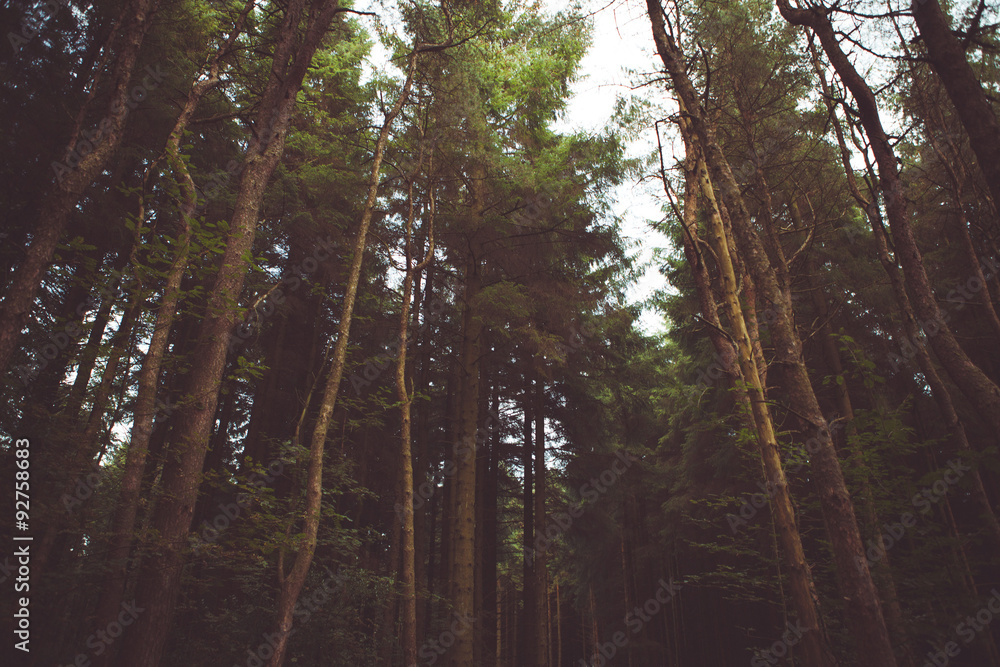 Fototapeta premium woodland style images of trees and nature