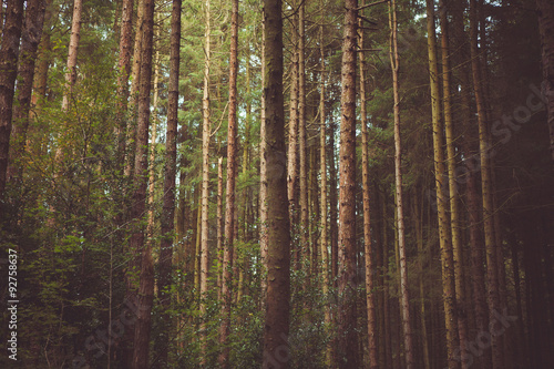 woodland style images of trees and nature