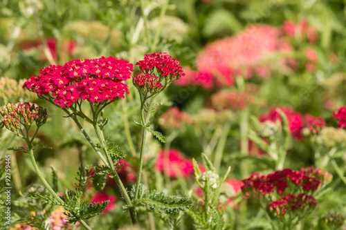 pink yarrow flowers 