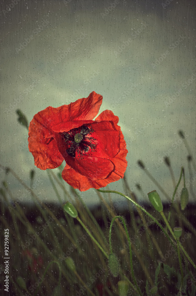 Naklejka premium Poppy in rain