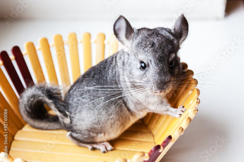 Little gray chinchilla sits in a wooden bowl photo