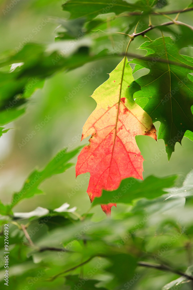 Herbstblatt Herbstblatt