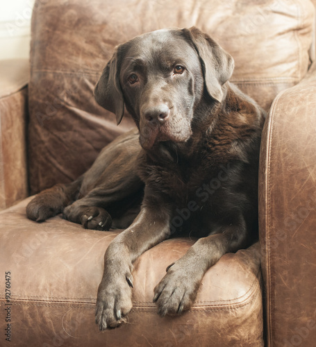 chocolate Labrador on a brown leather chair