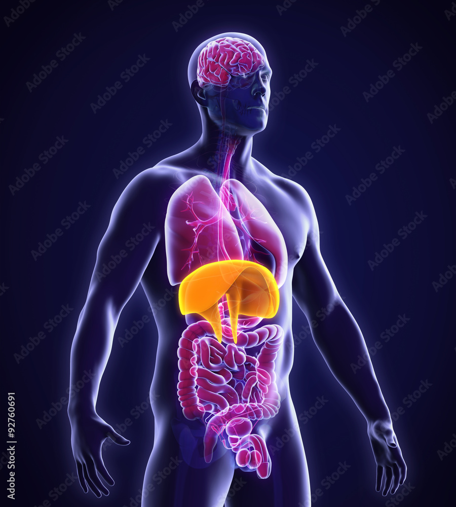 Human Diaphragm Anatomy Stock Illustration Biology Diagrams