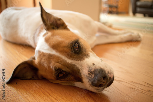 White and Brown Mixed Boxer-Pointer Dog Resting on Wooden Interi