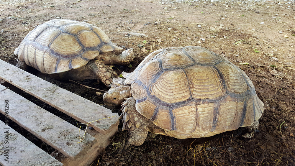 Fototapeta premium Two tortoises in an open zoo