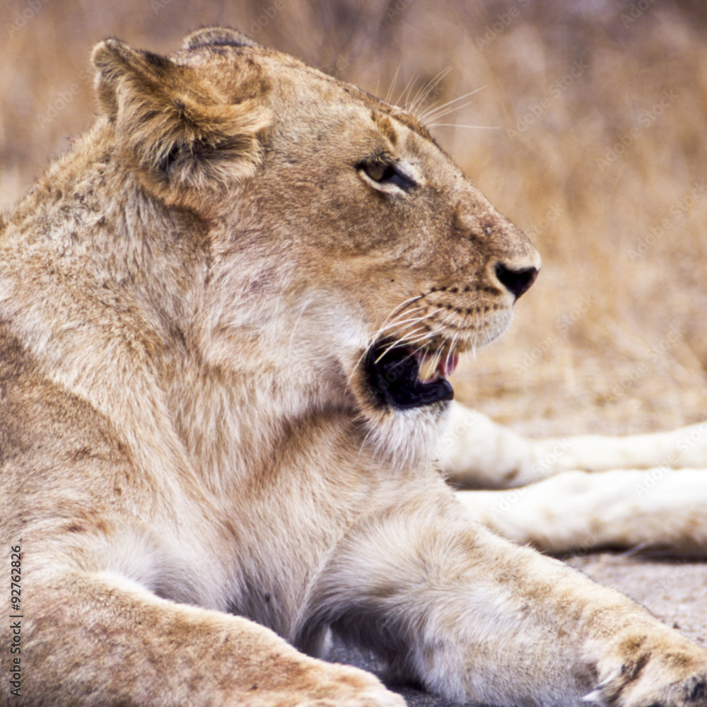 Fototapeta premium Leone - lion (Panthera leo) Kruger National Park in Sud Africa 