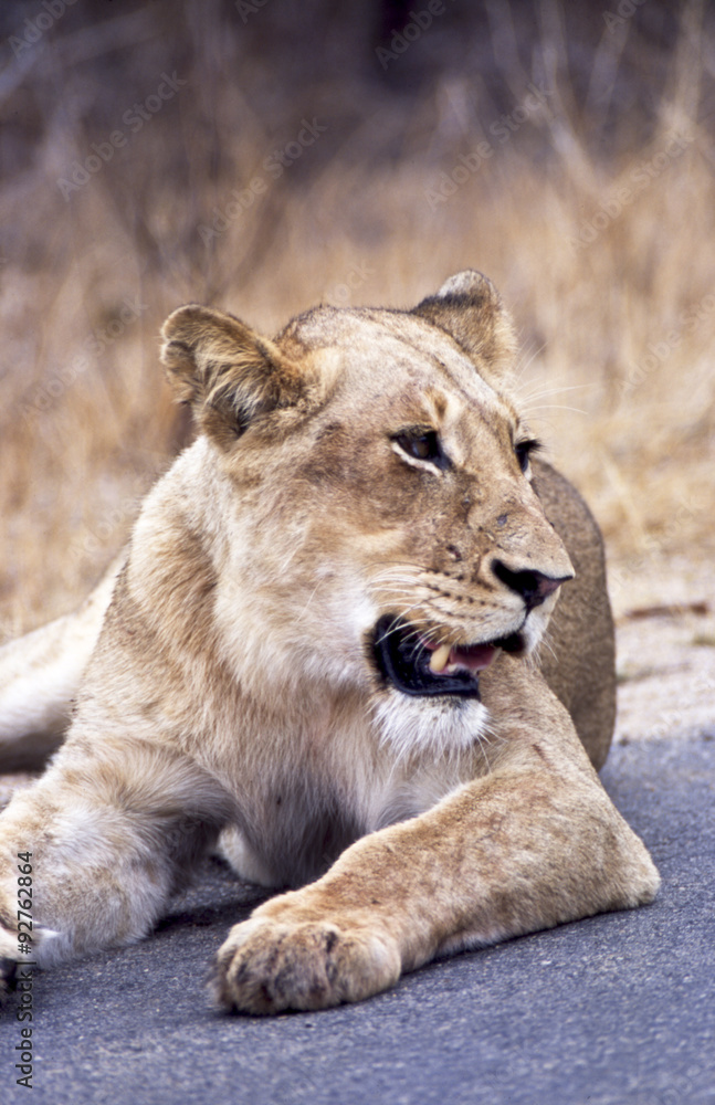 Fototapeta premium Leone - lion (Panthera leo) Kruger National Park in Sud Africa 