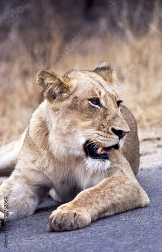 Leone - lion  Panthera leo  Kruger National Park in Sud Africa  