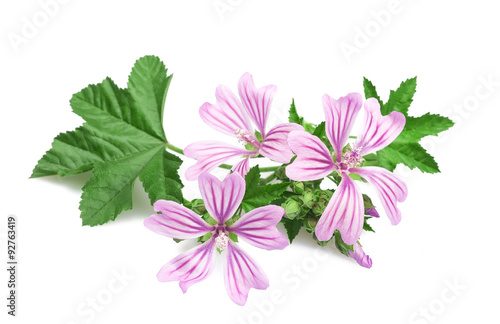 mallow isolated on white