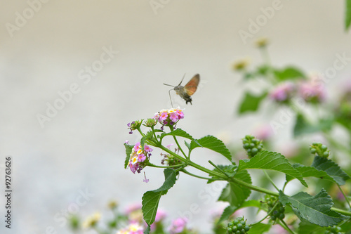 Butterfly flower phlox summer roisterer