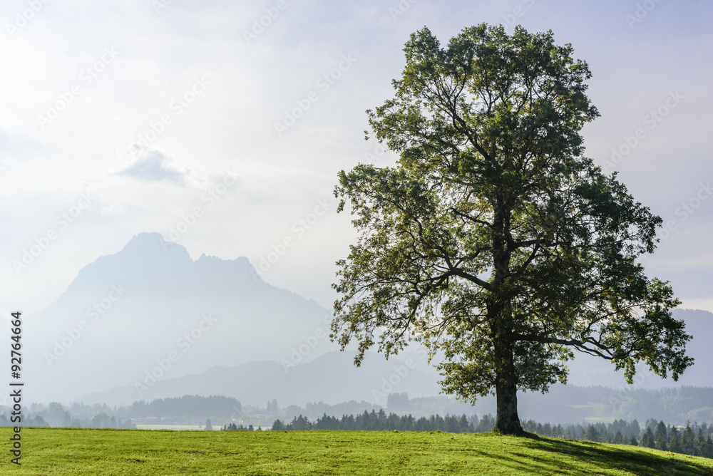 Obraz premium Baum in diesiger Morgenstimmung im Allgäu