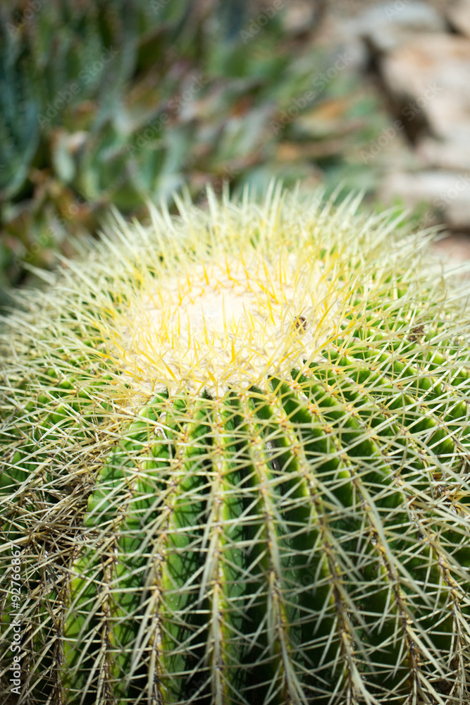 Beautiful cactus Beautiful cactus