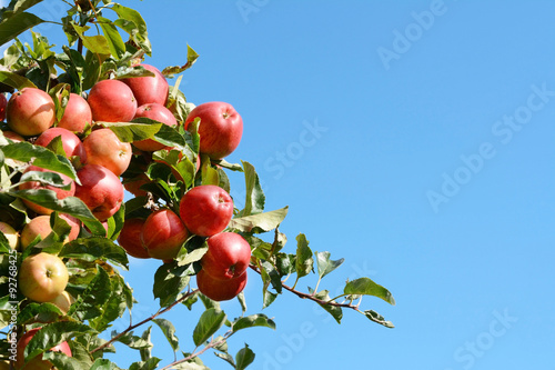 Bright red apples grow high on the tree