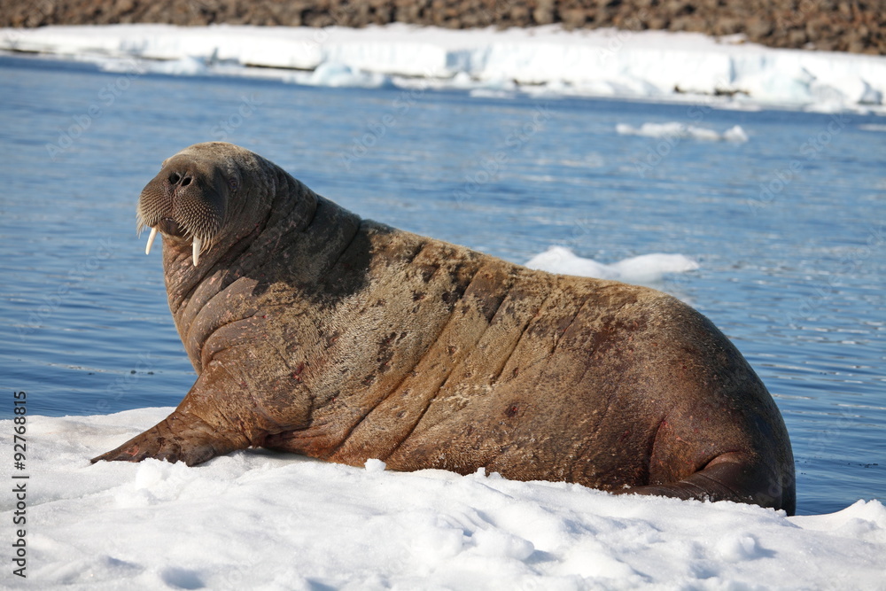 Naklejka premium Walrus cow on ice floe 